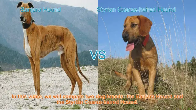 Video thumbnail for Comparing Banjara Hound and Styrian Coarse-haired Hound: A Comprehensive Guide