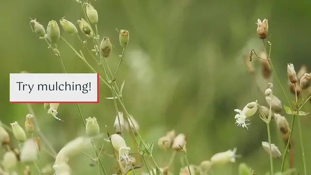 Video thumbnail for Effective Ways to Mulch Your Vegetable Garden