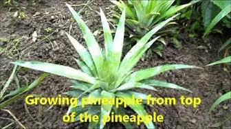 Video thumbnail for Growing pineapple from the top of another pineapple / How to grow pineapple plant