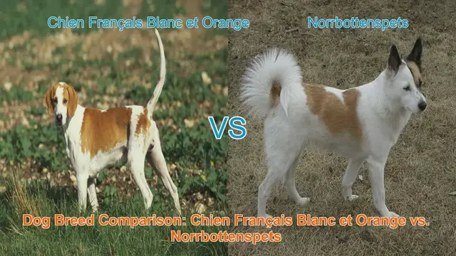 Video thumbnail for Dog Breed Comparison: Chien Français Blanc et Orange vs. Norrbottenspets