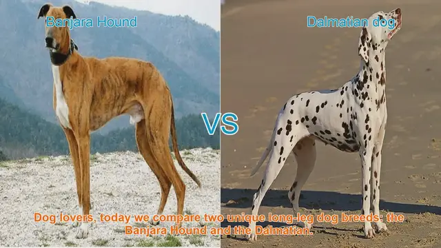 Video thumbnail for Banjara Hound vs. Dalmatian: A Comparison of Two Unique Long-Leg Dog Breeds