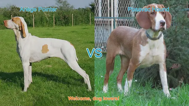Video thumbnail for Ariège Pointer vs. Posavac Hound: A Comparison of Two Distinct Dog Breeds