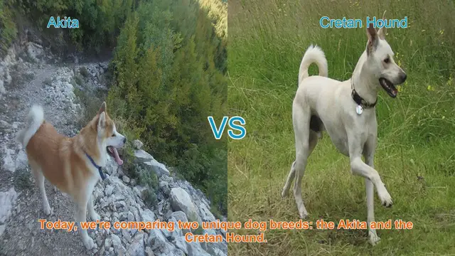 Video thumbnail for Akita vs. Cretan Hound: A Breed Comparison