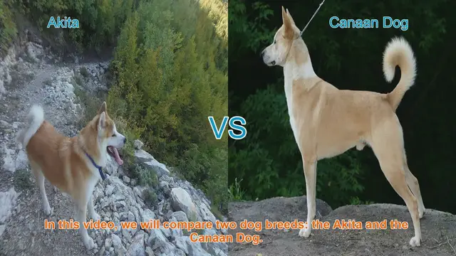 Video thumbnail for Akita vs. Canaan Dog: A Breed Comparison
