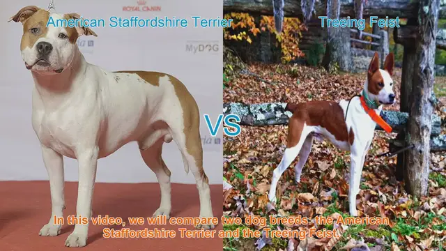 Video thumbnail for American Staffordshire Terrier vs. Treeing Feist: Breed Comparison Guide