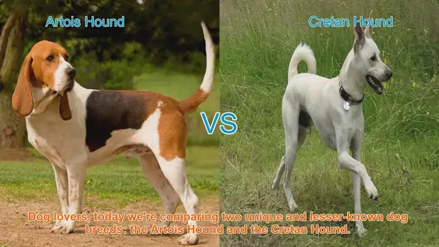 Video thumbnail for Artois Hound vs. Cretan Hound: A Comparison of Unique Dog Breeds