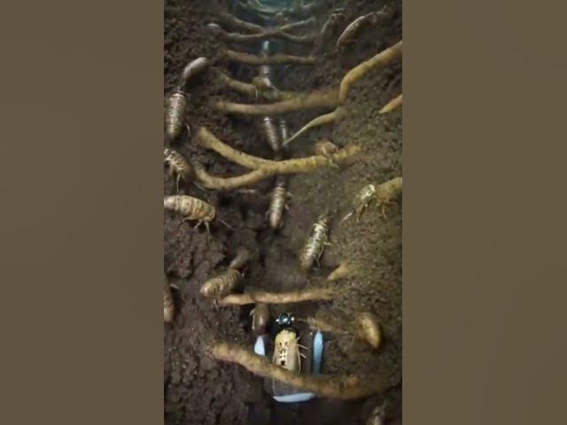 Video thumbnail for viral ai insects video #viral #aivideo #ytshorts #youtubeshort