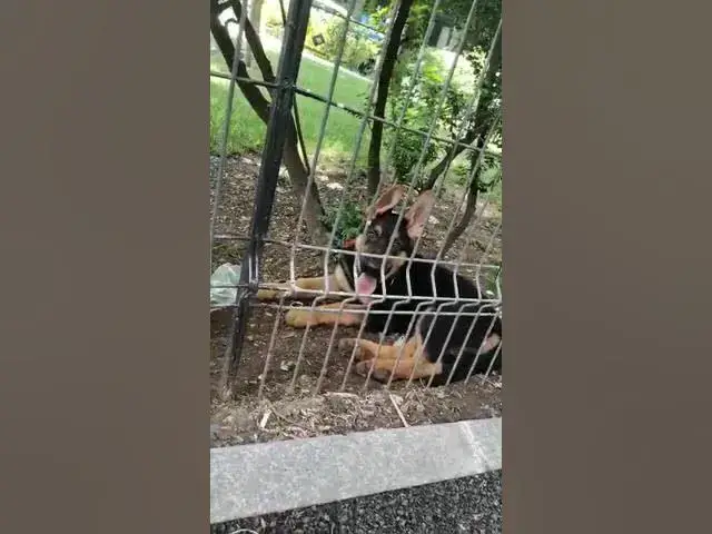 Video thumbnail for baloo #sleeps #outside #dog #gsdpuppy #gsd #germanshepherd #happydog #happy