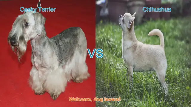 Video thumbnail for Cesky Terrier vs. Chihuahua: A Comprehensive Comparison