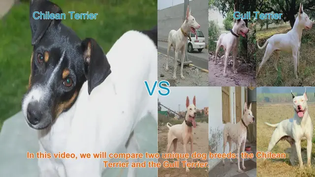 Video thumbnail for Comparing Chilean Terrier and Gull Terrier: Origins, Characteristics, and Temperament