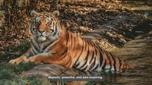 Video thumbnail for 10 Reasons Why Tigers Are Kings of the Animal Kingdom