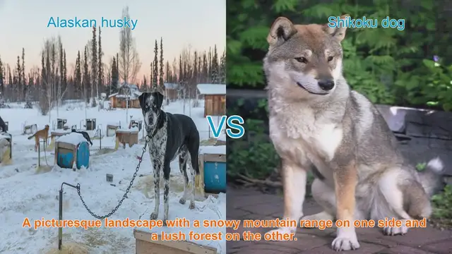 Video thumbnail for Alaskan Husky vs. Shikoku Dog: A Comparative Guide