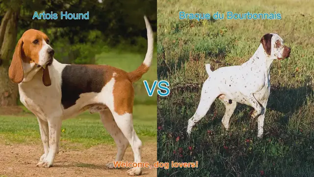 Video thumbnail for Artois Hound vs. Braque du Bourbonnais: A Comprehensive Comparison