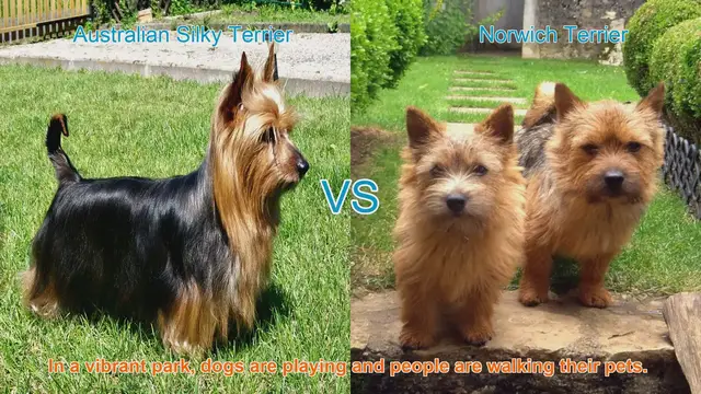 Video thumbnail for Comparing Australian Silky Terrier and Norwich Terrier: A Guide to Two Charming Dog Breeds
