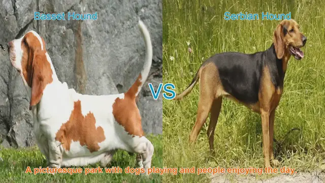 Video thumbnail for Basset Hound vs. Serbian Hound: A Comprehensive Comparison