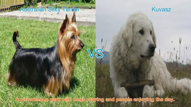 Video thumbnail for Australian Silky Terrier vs. Kuvasz: A Breed Comparison