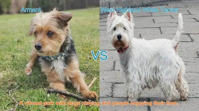 Video thumbnail for Armant vs. West Highland White Terrier: A Comparison of Two Playful Breeds