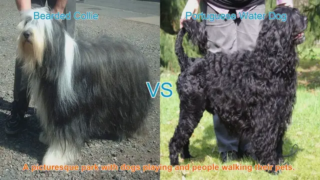 Video thumbnail for Bearded Collie vs. Portuguese Water Dog: A Comprehensive Breed Comparison