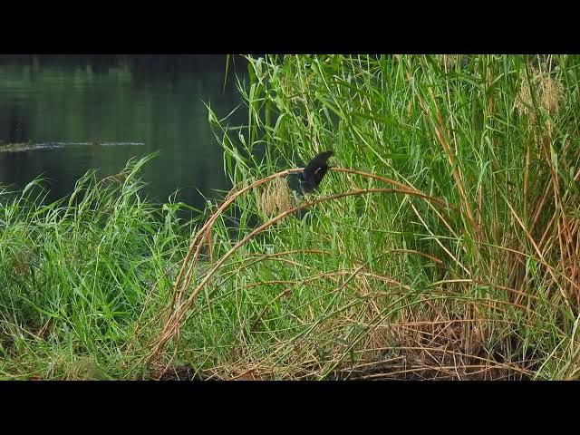 Video thumbnail for Green Heron Wobbles