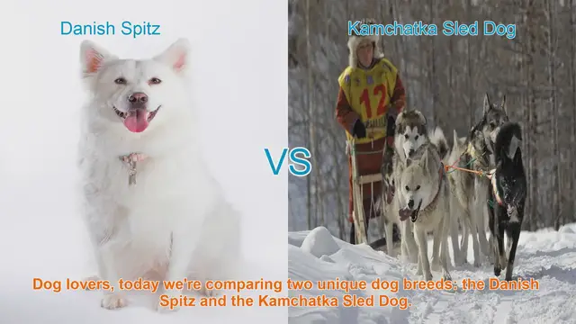 Video thumbnail for Danish Spitz vs. Kamchatka Sled Dog: A Comparative Guide