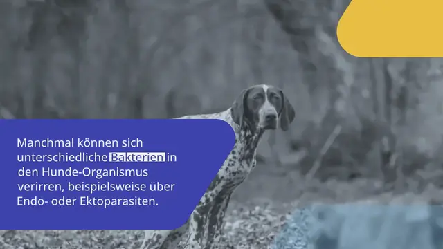Video thumbnail for Amoxicillin für Hunde: Anwendungsgebiete & Nebenwirkungen