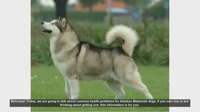 Video thumbnail for Common Health Problems in Alaskan Malamutes: What You Need to Know