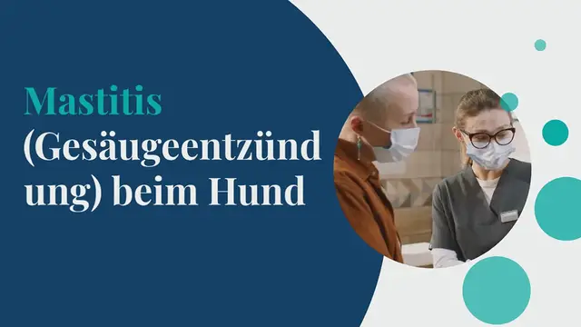 Video thumbnail for Mastitis (Gesäugeentzündung) beim Hund – Kompletter Ratgeber