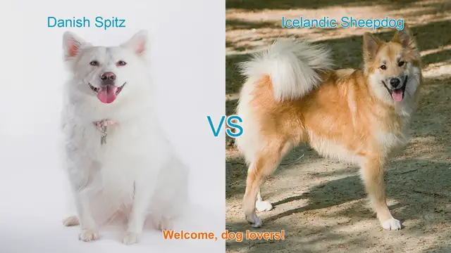 Video thumbnail for Danish Spitz vs. Icelandic Sheepdog: A Comparison of Two Charming Dog Breeds