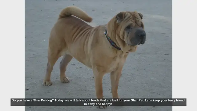 Video thumbnail for Foods to Avoid for Your Shar Pei: Keep Your Dog Safe and Healthy!