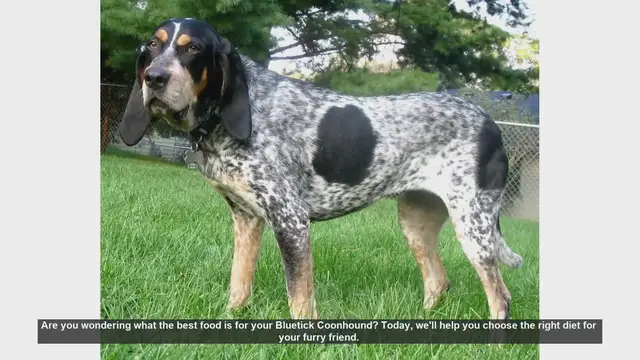 Video thumbnail for Best Diet Tips for Your Bluetick Coonhound