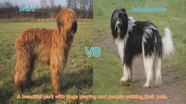 Video thumbnail for Briard vs. Schapendoes: A Comparison of Charming Long-Haired Dog Breeds