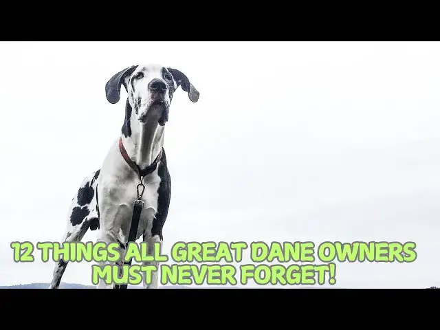 Video thumbnail for 12 Things All Great Dane Owners Must Never Forget! 🐕✨