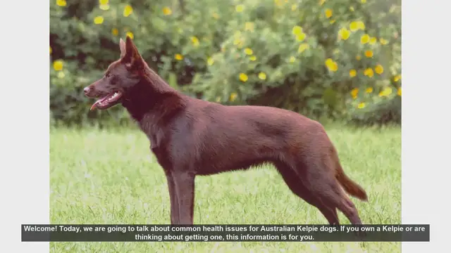 Video thumbnail for Common Health Issues in Australian Kelpie Dogs