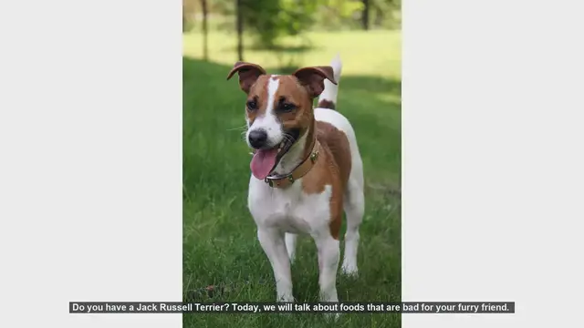 Video thumbnail for Dangerous Foods for Your Jack Russell Terrier: What to Avoid
