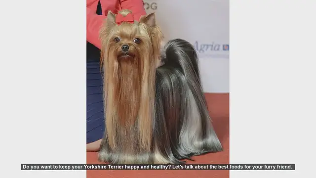 Video thumbnail for Top Foods to Keep Your Yorkshire Terrier Happy and Healthy