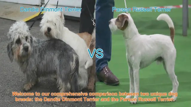 Video thumbnail for Dandie Dinmont Terrier vs. Parson Russell Terrier: A Comprehensive Breed Comparison