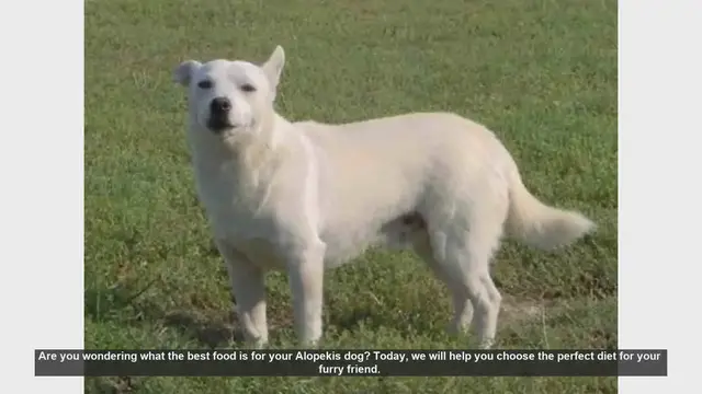 Video thumbnail for Best Food for Your Alopekis Dog: A Complete Guide