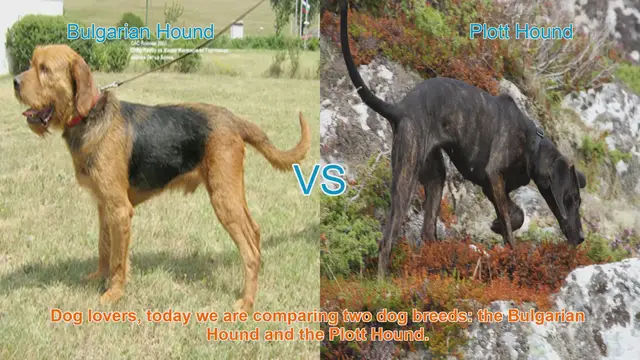 Video thumbnail for Bulgarian Hound vs. Plott Hound: A Comprehensive Comparison