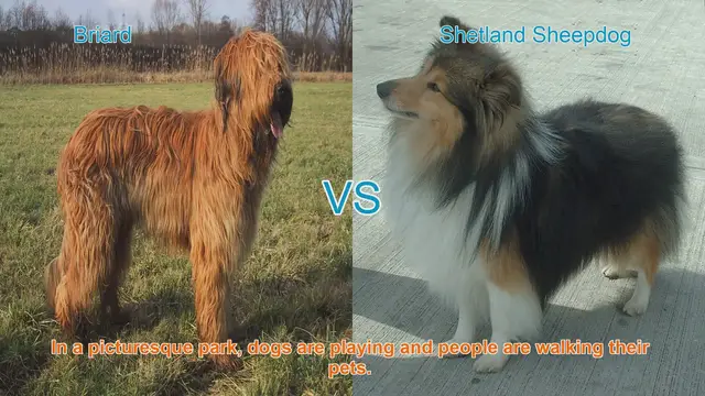 Video thumbnail for Briard vs. Shetland Sheepdog: Unveiling the Unique Qualities of Each Breed