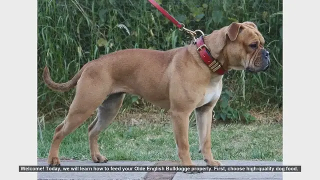 Video thumbnail for How to Properly Feed Your Olde English Bulldogge