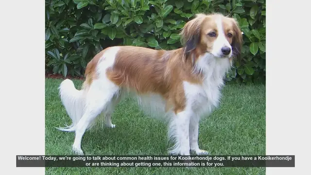 Video thumbnail for Common Health Issues in Kooikerhondje Dogs: What You Need to Know