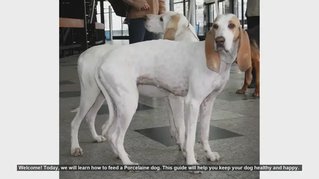 Video thumbnail for How to Feed Your Porcelaine Dog: A Complete Guide