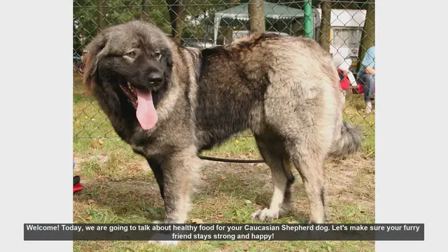 Video thumbnail for Healthy Food Tips for Your Caucasian Shepherd Dog