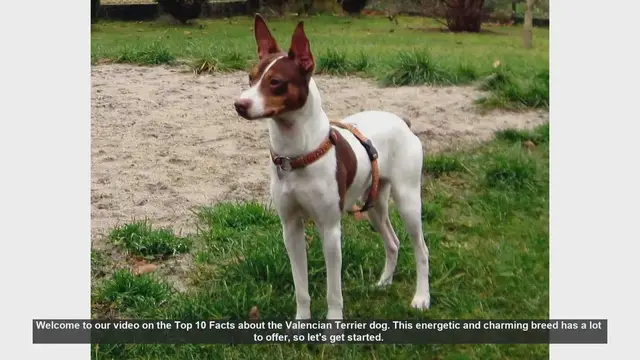 Video thumbnail for Top 10 Facts About the Valencian Terrier Dog