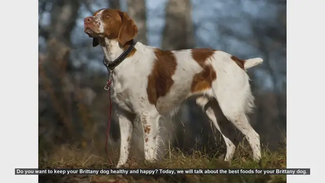 Video thumbnail for Top Foods to Keep Your Brittany Dog Healthy and Happy