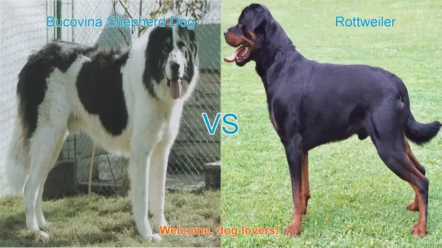 Video thumbnail for Bucovina Shepherd Dog vs. Rottweiler: A Comparison of Two Remarkable Breeds