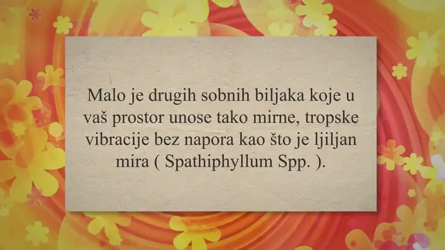 'Video thumbnail for 5 problema s ljiljanima mira (i kako ih riješiti)'