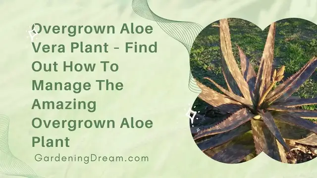 Video thumbnail for Overgrown Aloe Vera Plant – Find Out How To Manage The Amazing Overgrown Aloe Plant