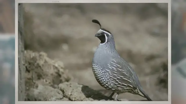 Video thumbnail for Do Quail Migrate? Where Do They Go?