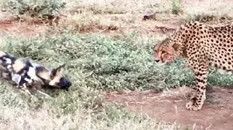 Video thumbnail for Wild Dogs vs Cheetah Standoff Over a Kill